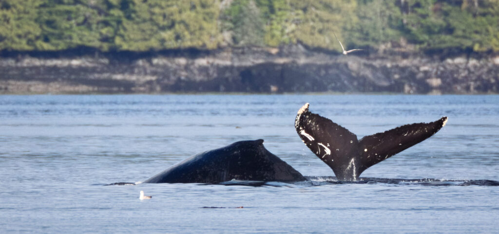 Humpback tail and back surfacing in the Prince Rupert harbour